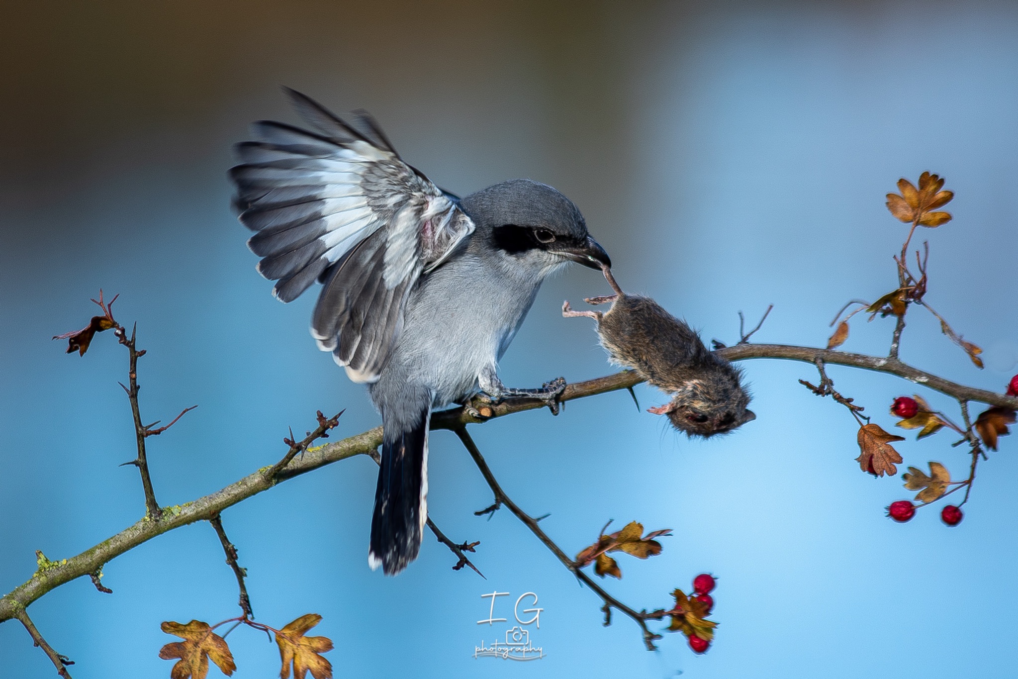 1DX44068 21 november 2021 1358 53